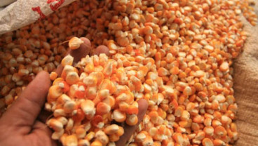 Konflik Ukraina Takkan Ganggu Ekspor, Harga Jagung Tergerus