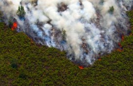 Turut Terbakar, Pengawasan Cagar Biosfer di Riau Lemah