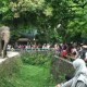 Wahana Gajah Tunggang Selalu Menjadi Primadona TMS Ragunan