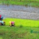 Petani Cirebon Kesulitan Dapat Benih Padi