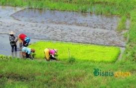Petani Cirebon Kesulitan Dapat Benih Padi