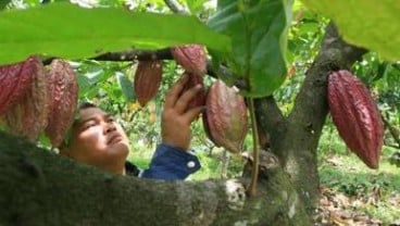 Jatim Targetkan Tambah 35.000 Ha Kebun Kakao