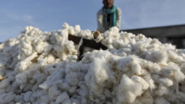 Gawat! Petani Enggan Tanam Kapas