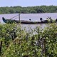 Indonesia Power Tanam Kembali Mangrove di Benoa