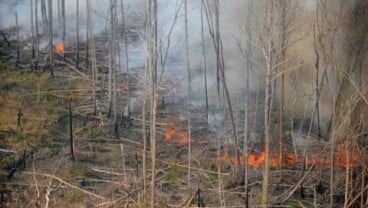 Hampir Seluruh Hutan di Batam Sudah Terbakar