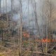 Hampir Seluruh Hutan di Batam Sudah Terbakar