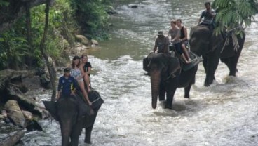 Ternyata, Gajah Bisa Menebak Umur Manusia & Asal Sukunya