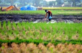 Konversi Lahan Pertanian di Jawa Sulit Diredam
