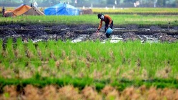 Konversi Lahan Pertanian di Jawa Sulit Diredam