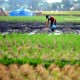 Konversi Lahan Pertanian di Jawa Sulit Diredam
