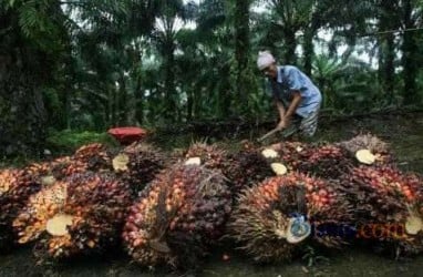 Produksi CPO Riau Turun, Harga TBS Kembali Menguat