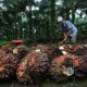 Produksi CPO Riau Turun, Harga TBS Kembali Menguat