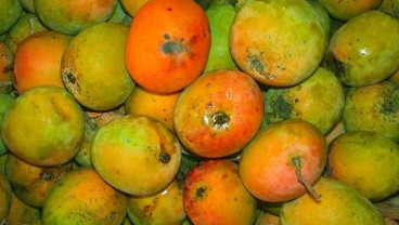 Petani Mangga Gedong Tak Khawatirkan Cuaca Ekstrem