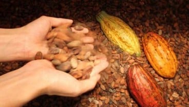 Petani Kakao Keluhkan Harga Jual ke Tengkulak