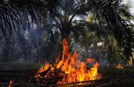 Produksi CPO Riau Terancam Anjlok 10% Akibat Kabut Asap