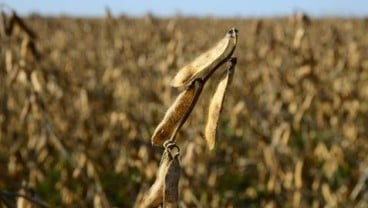 Kedelai, Jagung, Kacang Hijau Diunggulkan Semarang