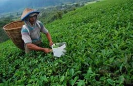 Produktivitas Kebun Teh Cenderung Menurun