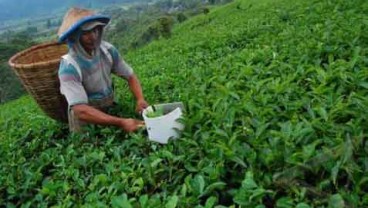 Produktivitas Kebun Teh Cenderung Menurun