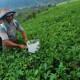 Produktivitas Kebun Teh Cenderung Menurun