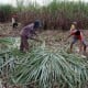 Gula GKP Menumpuk, Kegiatan Giling Tebu Terancam Gagal