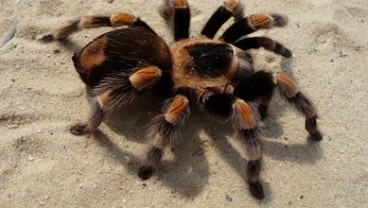 Tarantula Betina Lebih Mahal, Harganya Sampai Rp5 Juta Per Ekor