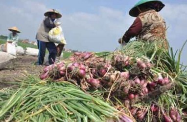 Asuransi Pertanian: Konsorsium Tunggu Aturan Lanjutan dari Pemerintah