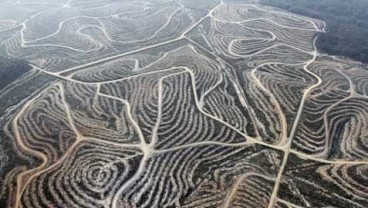 Hutan Terbakar,  Lahan Sawit  Riau Tambah 1 Juta Ha