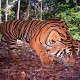 LIPI: Benarkah Harimau Jawa Sudah Punah?