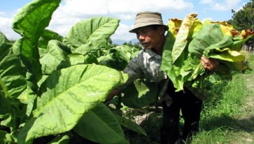 Produksi Tembakau Cerutu Bakal Meningkat Lagi