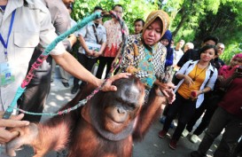 Areal Kebun Binatang Surabaya Diperluas