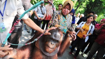 Areal Kebun Binatang Surabaya Diperluas