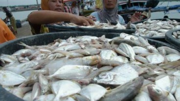 Kadin Rangkul Koperasi Loka Mina Budidayakan Ikan Bawal Bintang