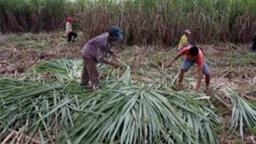 HPP GULA: Harga Diprediksi Rp9.500 per Kg