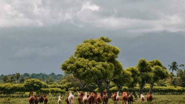 Mau Menikmati Alam Selandia Baru di Indonesia? Sumba lah tempatnya