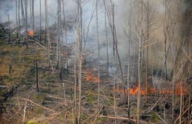 Di Bengkalis 150 Hektare Karet Habis Terbakar