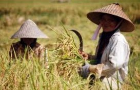 Kehidupan Petani Di Riau  Masih Sengsara