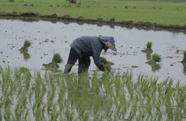 Sumsel Tetap Cetak Sawah Baru 2.350 Ha