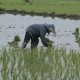 Sumsel Tetap Cetak Sawah Baru 2.350 Ha