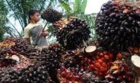 HARGA CPO: Tandan Buah Segar di Riau Turun Rp46,31/Kg