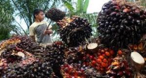 HARGA CPO: Tandan Buah Segar di Riau Turun Rp46,31/Kg