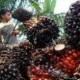 HARGA CPO: Tandan Buah Segar di Riau Turun Rp46,31/Kg