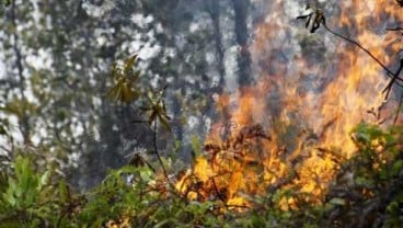 Kemenhut Tangkap 109 Tersangka Pembakar Hutan Riau