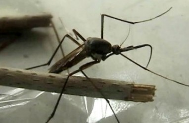 TIPS KESEHATAN: Waspadalah, Nyamuk Itu Menebar 6 Penyakit Menular