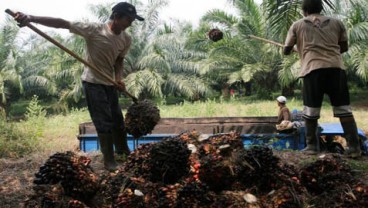 Harga TBS Riau (9-15/4/2014) Turun Rp50,63 per Kilogram