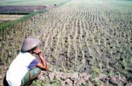 Petani Bandung Diimbau Tanam Kina Kembali