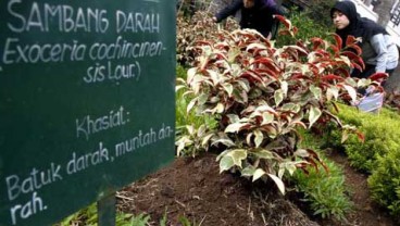 KEBUN RAYA Sumsel Akan Ditanami Tumbuhan Obat