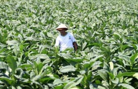 Khawatir FCTC, Petani Tembakau Minta Ganti Komoditas Selingan