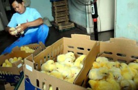 Pengusaha Unggas Mengeluh, Minta Pemerintah Tekan Harga DOC Ayam