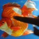 Tahun Ini, Budidaya Ikan Hias Ditarget 1,4 Miliar Ekor
