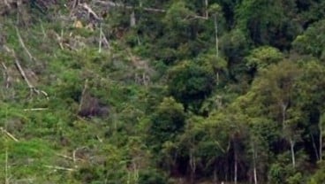 Budidaya Hutan: Jateng Dorong Pemanfaatan Hutan Rakyat